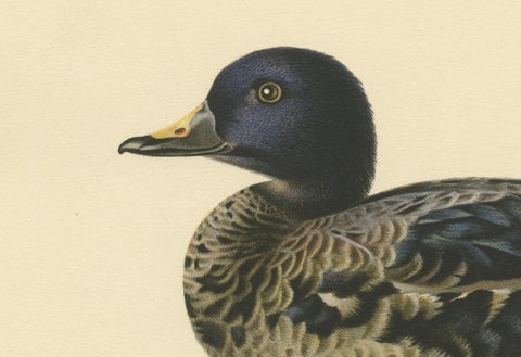 Solitary Serenity: A Juvenile Black Scoter Bird Print by Magnus von Wright, 1929, close-up 1