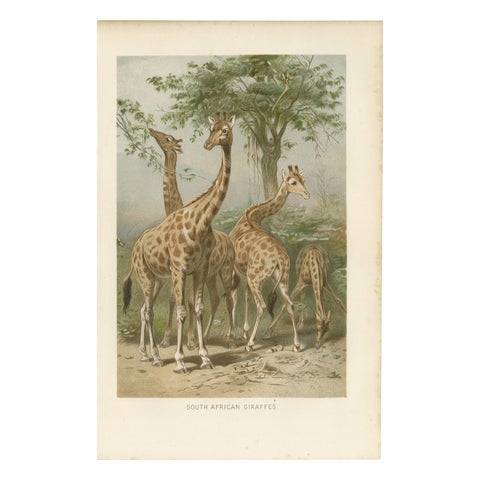 South African Giraffes, Antique Safari Chromolithograph, 1894