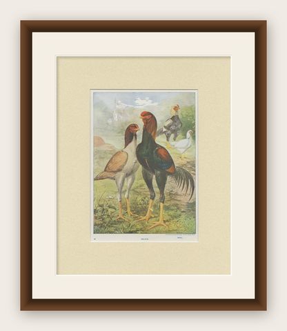 Antique Bird Print of Malay Chicken by André & Sleigh 'circa 1900', shown framed