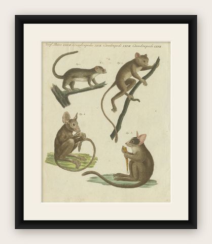 Original Antique Print of Maki or Lemur Species, shown framed