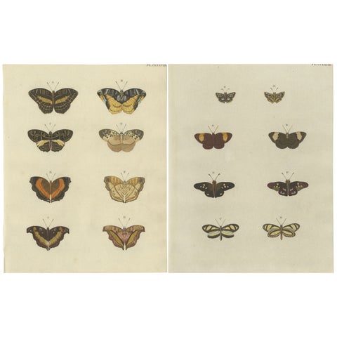 Set of 2 Antique Butterfly Prints 'Pl. 138' by Cramer, Published in 1779