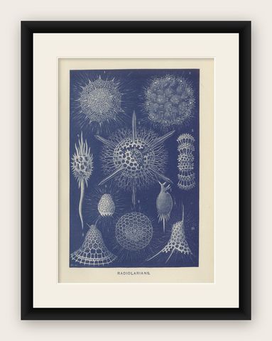 Radiolarians, Blue Scientific Natural History Plate from Lydekker, 1896, shown framed