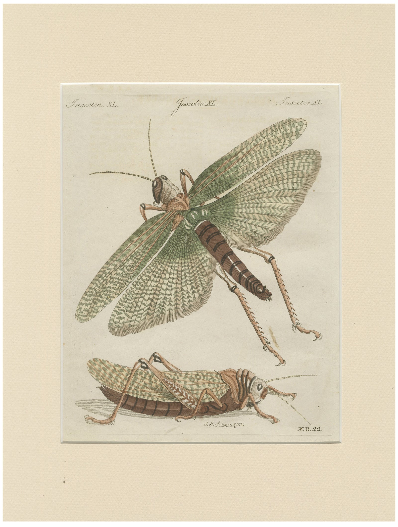 Antique Giant Locust & Grasshopper Engraving, Bertuch, c.1800