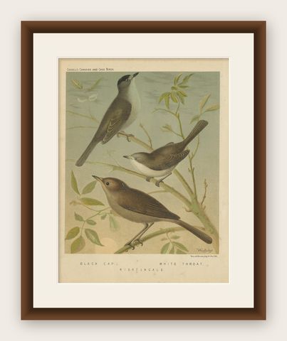 Antique Bird Print of the Black Cap, White Throat and Nightingale, circa 1880, shown framed