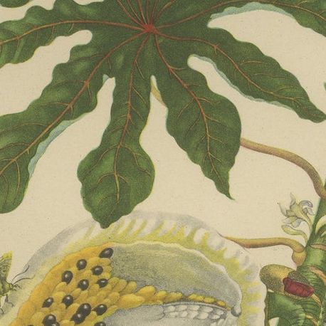 Papaya and Insects, 19th-Century Hand-Coloured Lithograph after Merian Plate 45, close-up 6