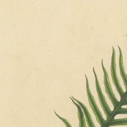 Beautiful, Artfully Crafted Lithograph of Ferns of Java 'Polypodium', 1829, close-up 1