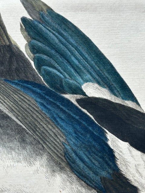 Magpie (Pica), Antique Ornithological Print with Dutch Text, Nozeman, 1770–1829, view 9