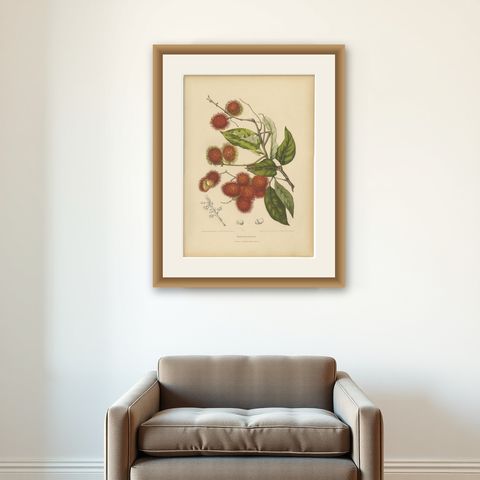 Original Antique Rambutan Botanical Chromolithograph by Hoola van Nooten, c.1880, shown framed on a wall