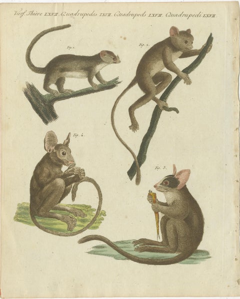 Set of three Antique Prints of various Monkeys, also including Maki, view 3