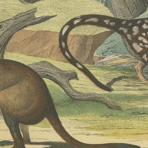 Antique Kangaroo and Otter Print with Ermine and Skunk, Kolb Mammals, circa 1890, close-up 6