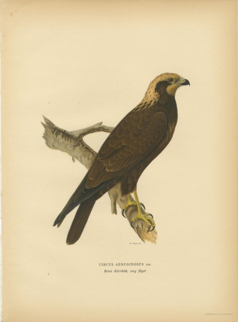 Scandinavian Birds of Prey Triptych, Svenska Fåglar Lithographs, 1929, view 4