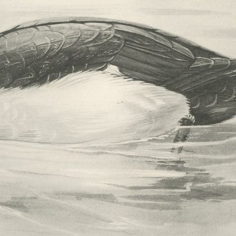 Tufted Duck, Antique Bird Print after Lilian Medland, circa 1909, close-up 3