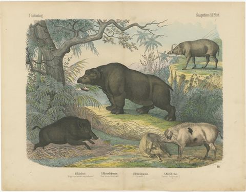 Antique Hippopotamus Print with Wild Boar and Babirusa, Kolb, circa 1890