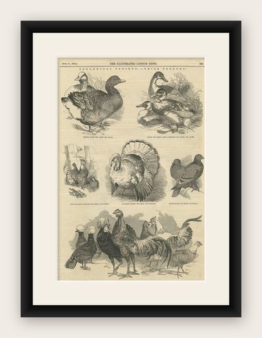 Antique Print of Prize Poultry at the Zoological Society, 1845, shown framed