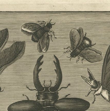 Natural History Title Page, Insects & Serpents, Jan Jonston, Amsterdam 1660, close-up 6