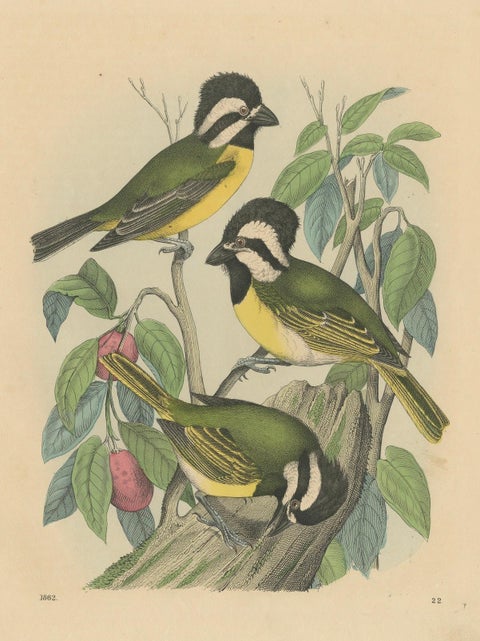 1862 Trio of Yellow-Breasted Tits - Rare Hand-Colored Lithograph from Hoffmann, close-up 5