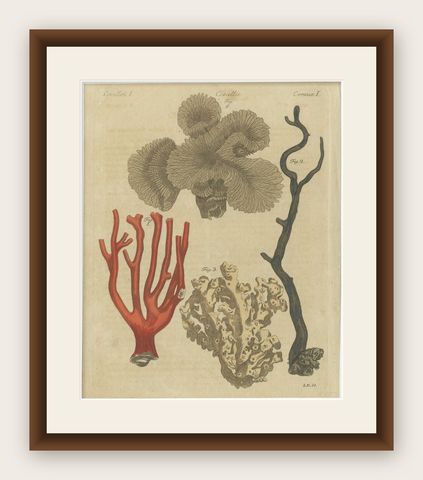 Original Antique Print of Four Corals by Bertuch, c. 1790, shown framed