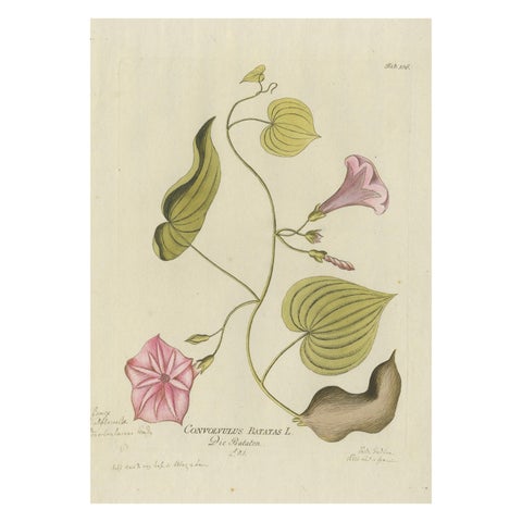 Convolvulus Batatas Botanical Engraving - Icones Plantarum Medicinalium, 1788