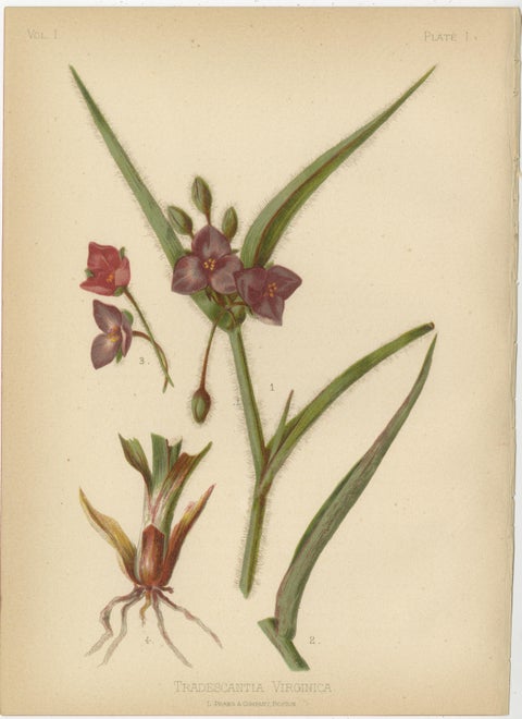 Native US Flora - Six Original Botanical Chromolithograps, 1879, view 2