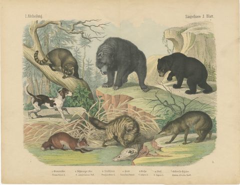 Antique Grizzly and Black Bear Print with Wolf, Fox and Raccoon, circa 1890, view 2