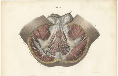 Nerves of the Male Perineum, Antique Hirschfeld Anatomy Print, 1866, view 2