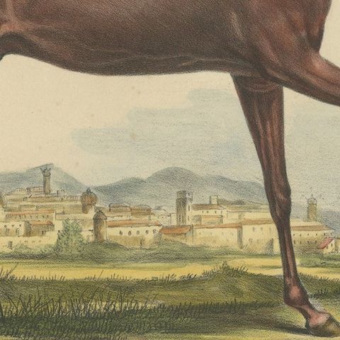 Antique Hand Colored Print of a Persian Horse, close-up 2