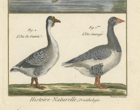 Antique Bird Print of Geese by Bonnaterre, 1790, view 4
