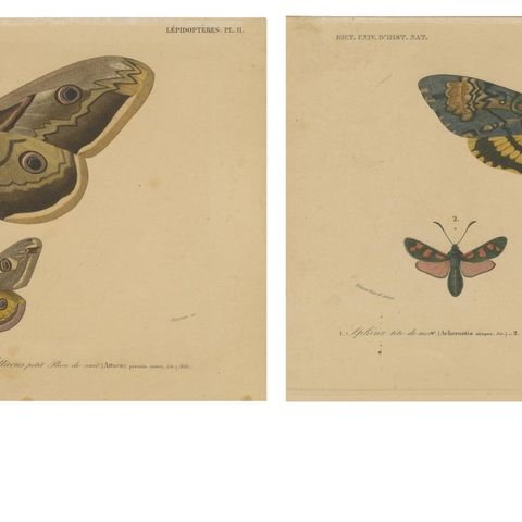 Antique Hand-Colored Moth and Butterfly Prints - Rare 19th-Century Illustrations, close-up 3