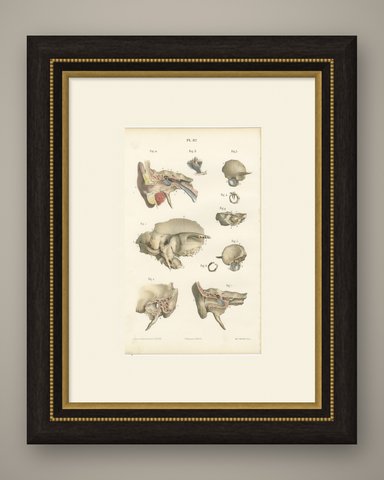 The Temporal Bone and Ear Canal, Antique Hirschfeld Anatomy Print, 1866, shown framed