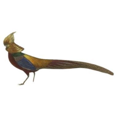 Beautiful Decorative Hand-Colored Print of a Golden Pheasant from China, C.1840, view 4