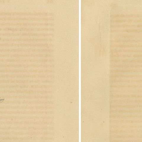 Orchid & Cotton Elegance: A Botanical Legacy in Bloom - Old Engravings of 1845, close-up 1