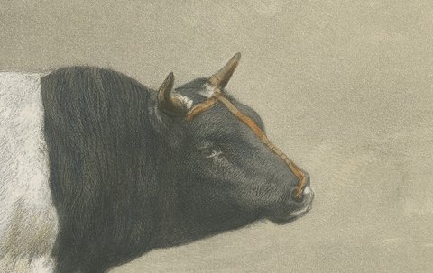 Breton Bull, Antique Cattle Print after Constant Troyon, 1873, view 4