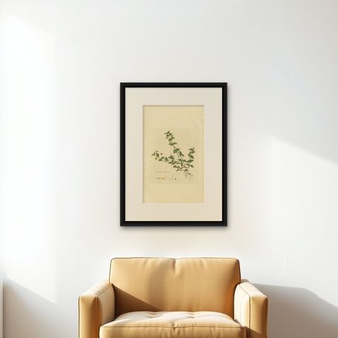 Antique Botany Print of Lysimachia Nemorum by Curtis 'circa 1817', shown framed on a wall