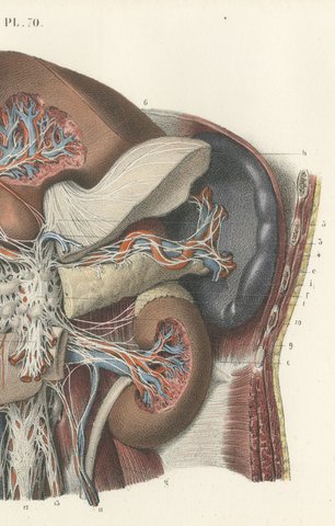 Nerves of the Stomach, Liver and Spleen, Antique Hirschfeld Anatomy Print, 1866, view 4