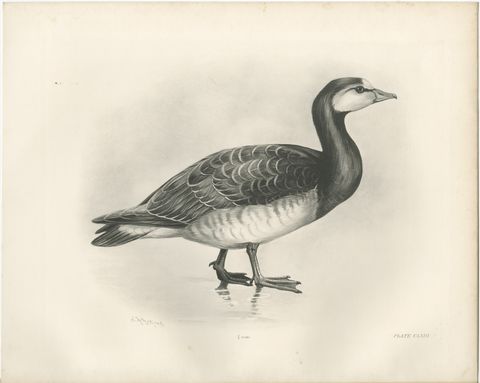Barnacle Goose, Antique Bird Print after Lilian Medland, circa 1909, view 2