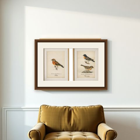 1929 Swedish Bird Prints Pair, Natural History Illustration Set, Designer Wall, shown framed on a wall