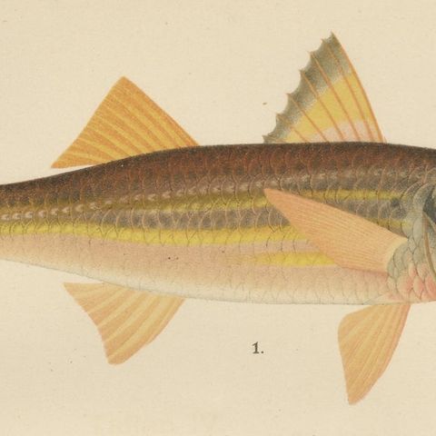Red Mullet, Norway Redfish, and Greater Weever - Vibrant Fish Lithography, 1895, close-up 6