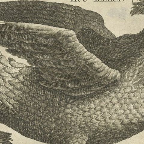 Rare Antique Bird Print of a Houbara, the Arabian Bustard and More, 1773, close-up 2