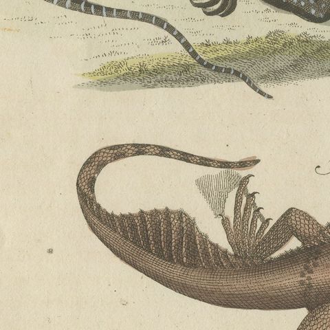 Monitor, Basilisk and Flying Dragon, Antique Bertuch Print, Vienna, circa 1805, close-up 6