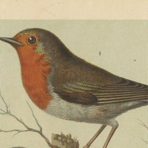 Antique Bird Print of the Robin, Wren, Redstart and Wheatear, circa 1880, close-up 1