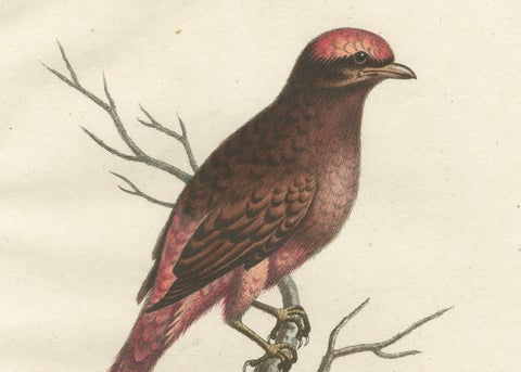The Red Bird of Surinam by J.M. Seligmann, Hand-Colored Engraving, 18th Century, close-up 2