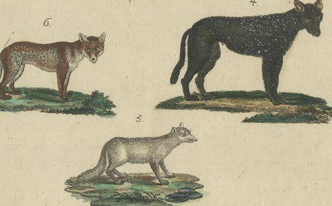 Antique Handcolored Engraving of Wild Canines and Hyenas, c.1800, close-up 4