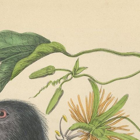 Antique Bird Print of a Pesquet's Parrot, hand-colored, 1853, close-up 1