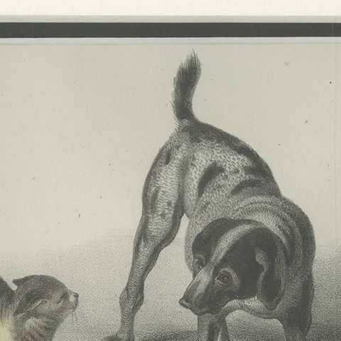 Antique Print of a Partridge Dog by Schinz '1845', close-up 1
