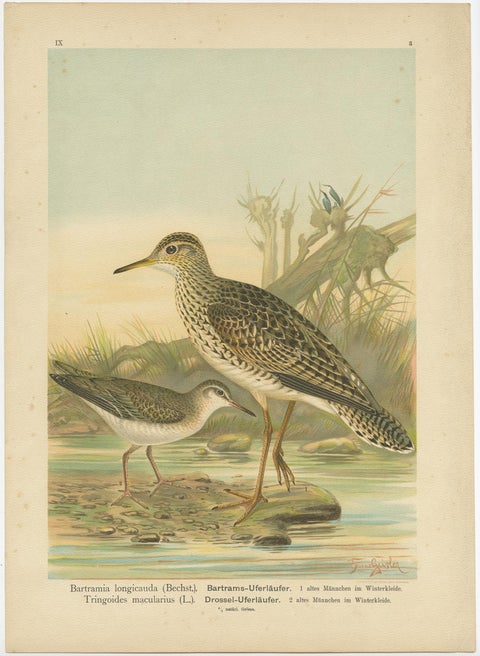 Antique Bird Print of the Upland and Spotted Sandpiper by Naumann, circa 1895, view 2