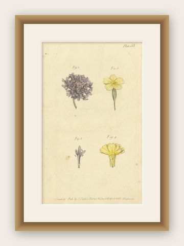 Antique Botanical Engraving of Dyer's Alkanet and Primrose Varieties - 1803, shown framed
