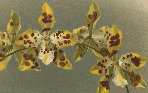 Yellow Spotted Orchid Print, Odontoglossum Excellens, Reichenbachia c.1888, close-up 2