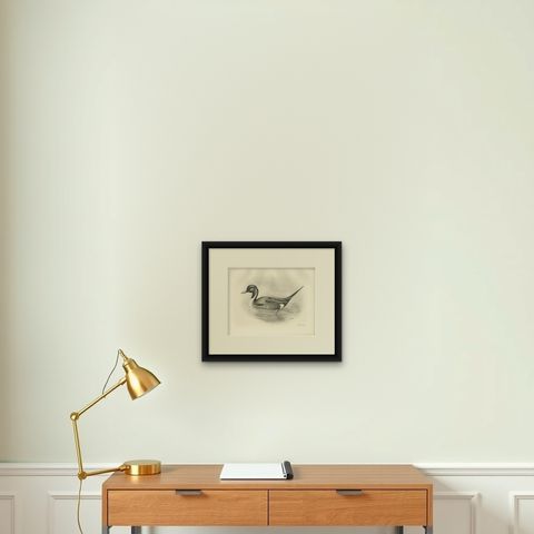 Pintail, Antique Bird Print after Lilian Medland, circa 1909, shown framed on a wall