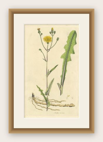 Antique Botany Print of the Sonchus Arvensis by Curtis, circa 1817, shown framed