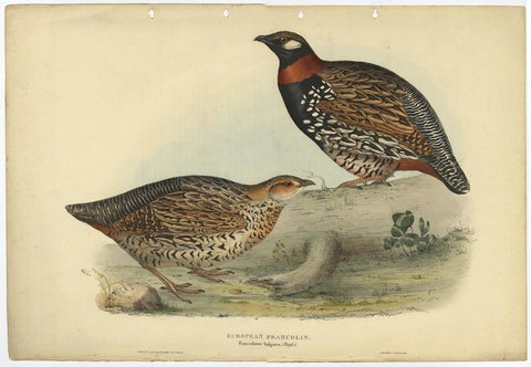 Expertly Original Hand-Coloured Bird Print of the Black Francolin, 1832, view 2